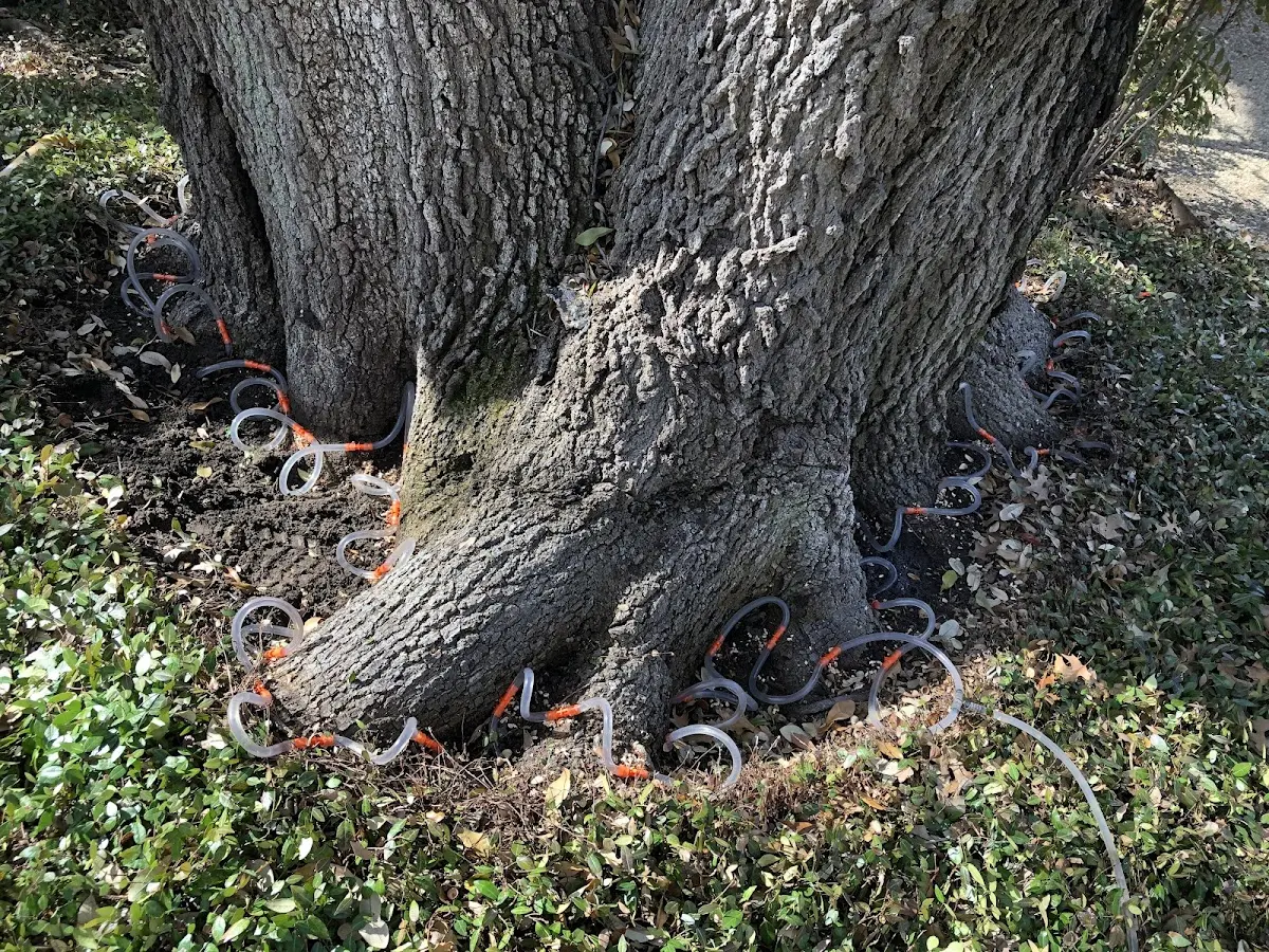 Detailed Shrub and Hedge Trimming job site in Maypearl