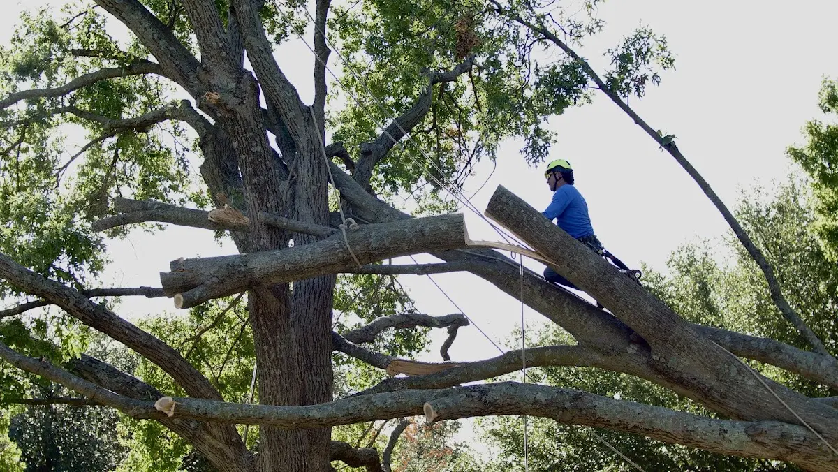 Professional Crown Thinning performed by certified arborists in Maypearl